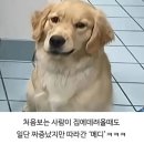 멍멍이 미용실 이미지