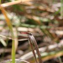 고추잠자리 이미지