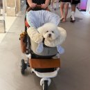 단풍이네 그루밍샵 이미지