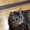 떡군이네 떡볶이 연산점 이미지