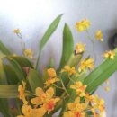 환타지아 이미지