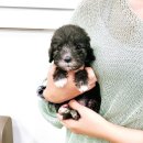 오독안심분양센터 강아지분양 고양이분양 인천점 이미지