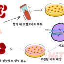 시스템 카스