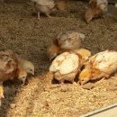 하늘농장1 이미지