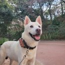 엔젤 | 소형견 중형견 대형견 화장 장례 가능한 강아지 펫 장례식장 김포 엔젤스톤 후기