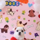 소르베 펫살롱 이미지