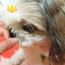 웃는강아지 이미지