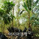 밀림 이미지
