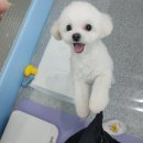 과천우주동물병원 네이버블로그