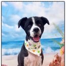 안아줄개 이미지