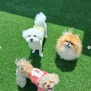 킁킁멍멍 이미지