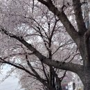울산의 벚꽃길 이미지