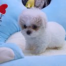 108-1-000027 | 인수동강아지분양 예쁜 내 강아지