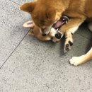 용산동물의료센터 이미지