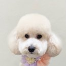 아미고펫 이미지