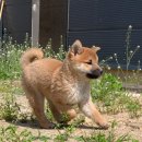 시바견 전문 가도켄넬 이미지