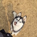 잔디카페24 | [남양주애견유치원] 전문가의 손길이 닿는 천연잔디 놀이터, ‘애견카페왕’ 다녀온 솔직 후기