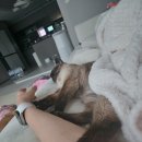 김포보듬동물의료센터 이미지