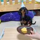 꾸메까까 | [꾸메까까] 강아지건조간식 건강한 수제간식 추천해요-