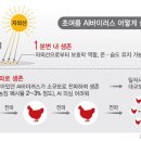 천안오골계농장 이미지