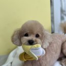 강아지 미용실 이미지