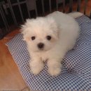 견생공감 이미지