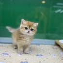 김해 강아지분양 고양이분양 도그하우스 외동점 이미지