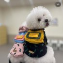 강아지유치원왕왕 이미지