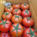 GAP인증- 유럽종완숙토마토 비품20,000원 판매 이미지