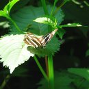 잣나무약수터 이미지