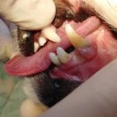 래플즈동물병원 이미지