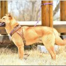 양구선사박물관 이미지