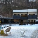 예삐하우스애견샵 | [평창 대박이하우스] 평창애견동반펜션 대형견도 가능한 대저택을 통으로 쓰는 강원도독채숙소