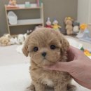 모