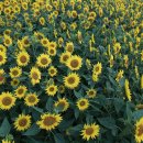 일로일로 이미지