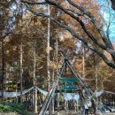 점섬운동장 | 남이섬 강아지 동반 캠핑, 트래킹온아일랜드 후기