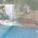 이화정식당