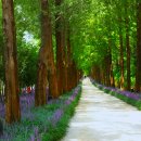 새천년공원길 이미지