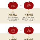 청송 | 아침엔 과일 경북 청송 고당도 사과 후기 - 사과 브리 치즈 샌드위치