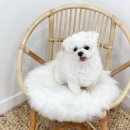 포시랍개 이미지