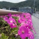 십일시커피 이미지