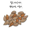 씨앗 이미지