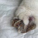 동물병원 All Pets 이미지