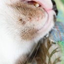 마이독그루밍 | 고양이 턱드름 완전정복! 2025 관리법 총정리 – 집사 꿀팁 &amp; 예방법까지