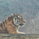 백두대간약초나라 | 봉화 가볼만한곳 국립백두대간수목원 겨울 분위기와 백두산 호랑이