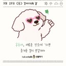 강아지톡 이미지