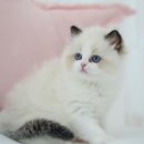 천안고양이 분양 냥블리 이미지