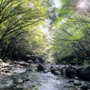 계곡의 아침 이미지