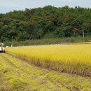 ＜사라네-(일품)우렁이쌀,잡곡＞ 밥맛좋은 우렁이 쌀, 잡곡(소백산웰빙농원) 이미지