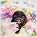 광주강아지분양 애견분양 마마스미독 광주점 이미지